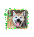 いわき犬猫の保護犬ちゃん達（個別スタンプ：15）