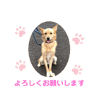 いわき犬猫の保護犬ちゃん達（個別スタンプ：16）