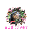 いわき犬猫の保護犬ちゃん達（個別スタンプ：17）