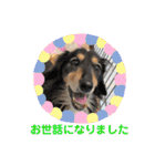 いわき犬猫の保護犬ちゃん達（個別スタンプ：18）