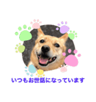 いわき犬猫の保護犬ちゃん達（個別スタンプ：19）