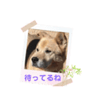 いわき犬猫の保護犬ちゃん達（個別スタンプ：22）