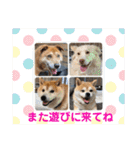 いわき犬猫の保護犬ちゃん達（個別スタンプ：24）