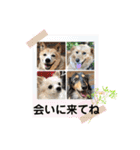 いわき犬猫の保護犬ちゃん達（個別スタンプ：25）