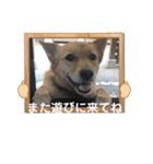 いわき犬猫の保護犬ちゃん達（個別スタンプ：26）
