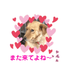 いわき犬猫の保護犬ちゃん達（個別スタンプ：27）