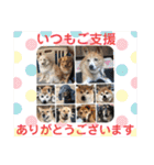 いわき犬猫の保護犬ちゃん達（個別スタンプ：28）