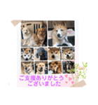 いわき犬猫の保護犬ちゃん達（個別スタンプ：29）