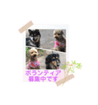 いわき犬猫の保護犬ちゃん達（個別スタンプ：30）