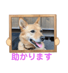 いわき犬猫の保護犬ちゃん達（個別スタンプ：32）