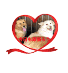 いわき犬猫の保護犬ちゃん達（個別スタンプ：33）