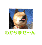 いわき犬猫の保護犬ちゃん達（個別スタンプ：34）