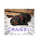 いわき犬猫の保護犬ちゃん達（個別スタンプ：36）