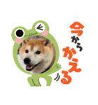いわき犬猫の保護犬ちゃん達（個別スタンプ：38）