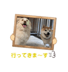 いわき犬猫の保護犬ちゃん達（個別スタンプ：39）