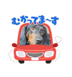 いわき犬猫の保護犬ちゃん達（個別スタンプ：40）