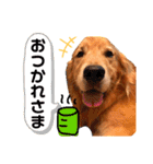 ゴールデンレトリバー⭐︎（個別スタンプ：3）