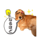 ゴールデンレトリバー⭐︎（個別スタンプ：4）