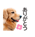 ゴールデンレトリバー⭐︎（個別スタンプ：5）