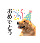 ゴールデンレトリバー⭐︎（個別スタンプ：17）