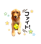ゴールデンレトリバー⭐︎（個別スタンプ：19）