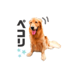 ゴールデンレトリバー⭐︎（個別スタンプ：20）