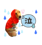 ゴールデンレトリバー⭐︎（個別スタンプ：31）