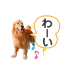 ゴールデンレトリバー⭐︎（個別スタンプ：32）