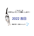 白＆寅猫 あけおめお正月スタンプ2022（個別スタンプ：6）