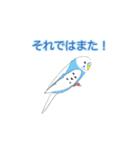 青いセキセイインコスタンプ（個別スタンプ：7）