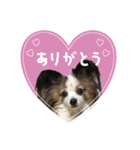 キャンディの使いやすいスタンプ（個別スタンプ：1）