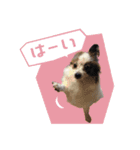 キャンディの使いやすいスタンプ（個別スタンプ：4）