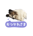 キャンディの使いやすいスタンプ（個別スタンプ：5）
