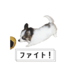 キャンディの使いやすいスタンプ（個別スタンプ：9）