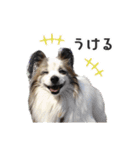キャンディの使いやすいスタンプ（個別スタンプ：14）