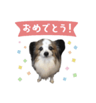 キャンディの使いやすいスタンプ（個別スタンプ：15）