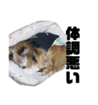 愛犬ごくぅのスタンプ②（個別スタンプ：4）