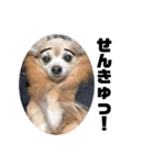 愛犬ごくぅのスタンプ②（個別スタンプ：7）