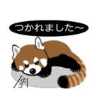 レッサーパンダ 大好き！（個別スタンプ：10）