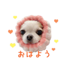 チワワのももちゃん♡（個別スタンプ：1）