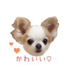 チワワのももちゃん♡（個別スタンプ：2）
