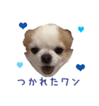 チワワのももちゃん♡（個別スタンプ：3）