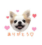 チワワのももちゃん♡（個別スタンプ：4）