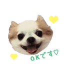 チワワのももちゃん♡（個別スタンプ：9）
