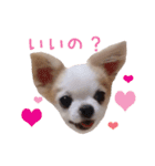 チワワのももちゃん♡（個別スタンプ：11）