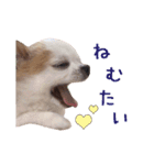 チワワのももちゃん♡（個別スタンプ：12）
