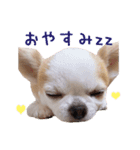 チワワのももちゃん♡（個別スタンプ：14）
