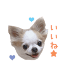 チワワのももちゃん♡（個別スタンプ：15）