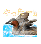 水鳥スタンプですねぇ。（個別スタンプ：5）