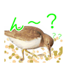 水鳥スタンプですねぇ。（個別スタンプ：7）